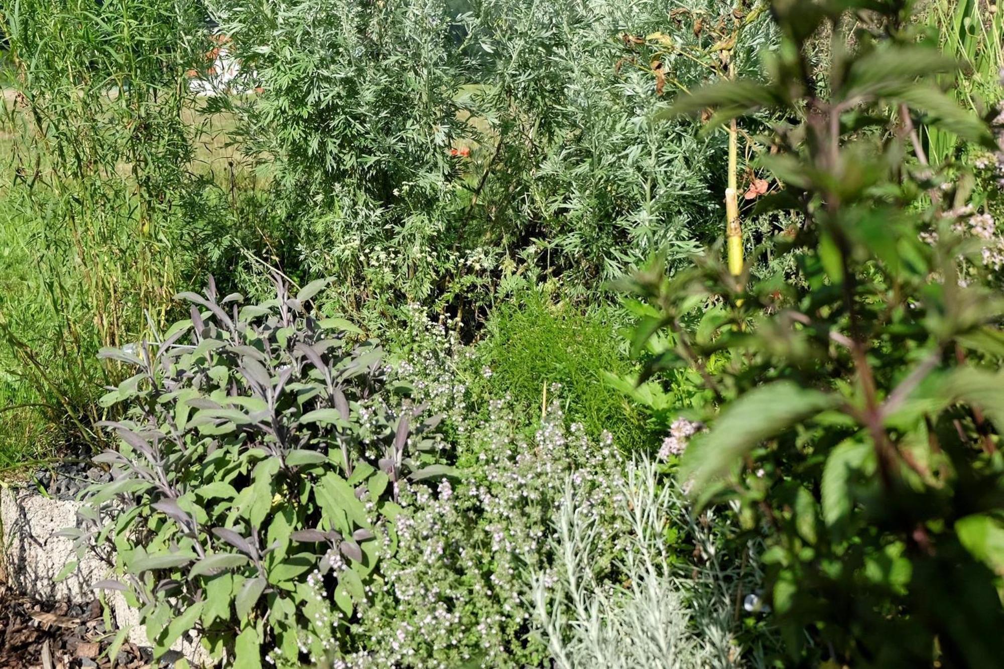 Schwarzwild - Ferienwohnung Und Ferienzimmer Baiersbronn Zewnętrze zdjęcie